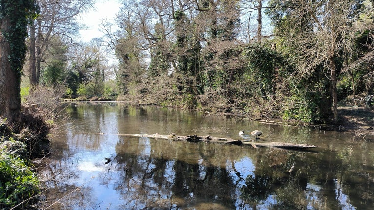 Image of a large pond on a sunny day with a fallen tree trunk in the centre and birds nearby